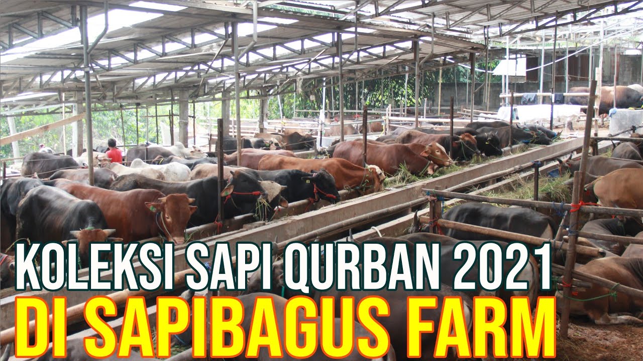 
                                 Koleksi-Sapi-Qurban-2021-Di-Sapibagus-Farm